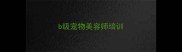 b级宠物美容师培训