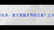 金毛vs拉布拉多谁才是猛犬界的王者五大对比维度