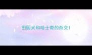 田园犬和哈士奇的杂交