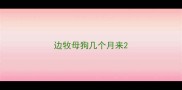 边牧母狗几个月来
