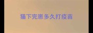 猫下完崽多久打疫苗