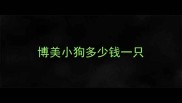 博美小狗多少钱一只