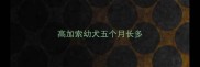 高加索幼犬五个月长多