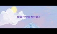 狗狗打完疫苗针疼