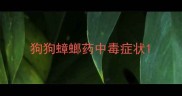 狗狗蟑螂药中毒症状