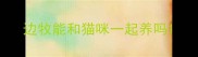 边牧能和猫咪一起养吗
