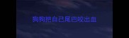 狗狗把自己尾巴咬出血