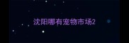 沈阳哪有宠物市场