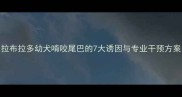拉布拉多幼犬啃咬尾巴的7大诱因与专业干预方案
