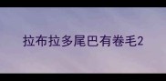 拉布拉多尾巴有卷毛