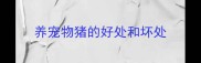 养宠物猪的好处和坏处