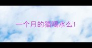 一个月的猫喝水么