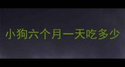 小狗六个月一天吃多少