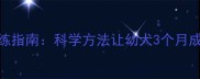 金毛犬快速训练指南科学方法让幼犬3个月成型新手必看