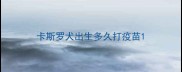 卡斯罗犬出生多久打疫苗