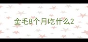 金毛8个月吃什么