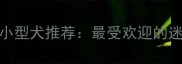 10款适合公寓的小型犬推荐最受欢迎的迷你体狗狗品种全