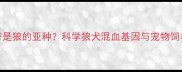 哈士奇是狼的亚种科学狼犬混血基因与宠物饲养指南