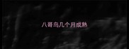 八哥鸟几个月成熟