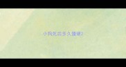 小狗死后多久僵硬