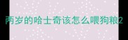 两岁的哈士奇该怎么喂狗粮