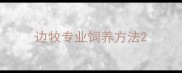 边牧专业饲养方法