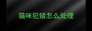 猫咪犯错怎么处理