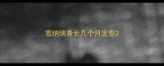 雪纳瑞身长几个月定型