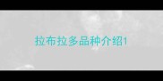 拉布拉多品种介绍