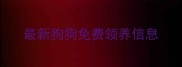 最新狗狗免费领养信息