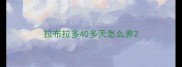 拉布拉多40多天怎么养