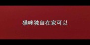 猫咪独自在家可以