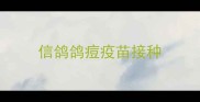 信鸽鸽痘疫苗接种