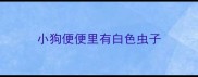 小狗便便里有白色虫子