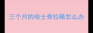 三个月的哈士奇拉稀怎么办