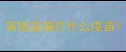 英短蓝猫打什么疫苗
