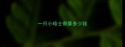 一只小哈士奇要多少钱
