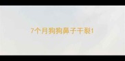 7个月狗狗鼻子干裂