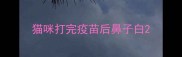 猫咪打完疫苗后鼻子白