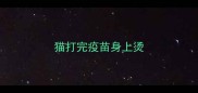 猫打完疫苗身上烫