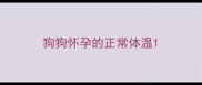 狗狗怀孕的正常体温