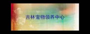吉林宠物领养中心