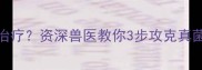 猫咪马拉色菌反复发作难治疗资深兽医教你3步攻克真菌感染附家庭护理全攻略