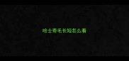 哈士奇毛长短怎么看