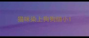 猫咪染上狗狗细小