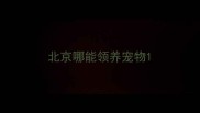 北京哪能领养宠物
