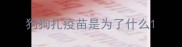 狗狗扎疫苗是为了什么