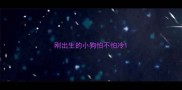 刚出生的小狗怕不怕冷