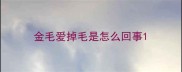 金毛爱掉毛是怎么回事