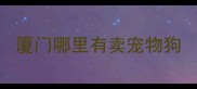 厦门哪里有卖宠物狗